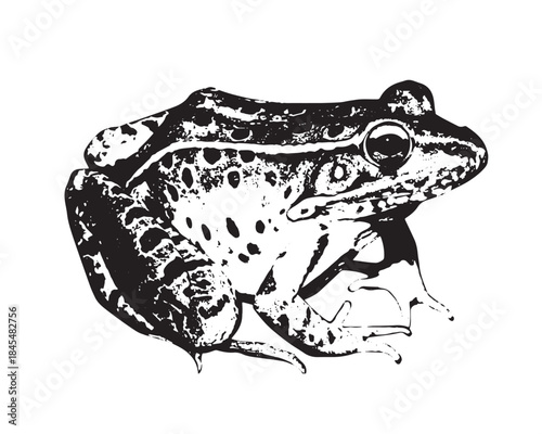 Spotted frog graphic silhouette, black and white lithography style illustration