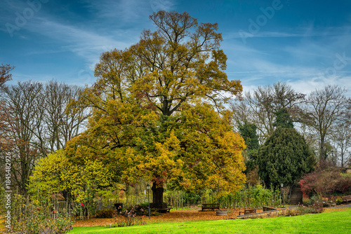 A view of a wonderful tree in the rose garden in Sangerhausen