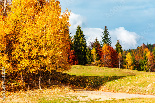 Fototapeta Naklejka Na Ścianę i Meble -  Autumn forest scene with golden leaves, colourful trees, and a quiet path. Gorce mountains in Poland.