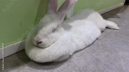 Massive white rabbit relaxing on the floor