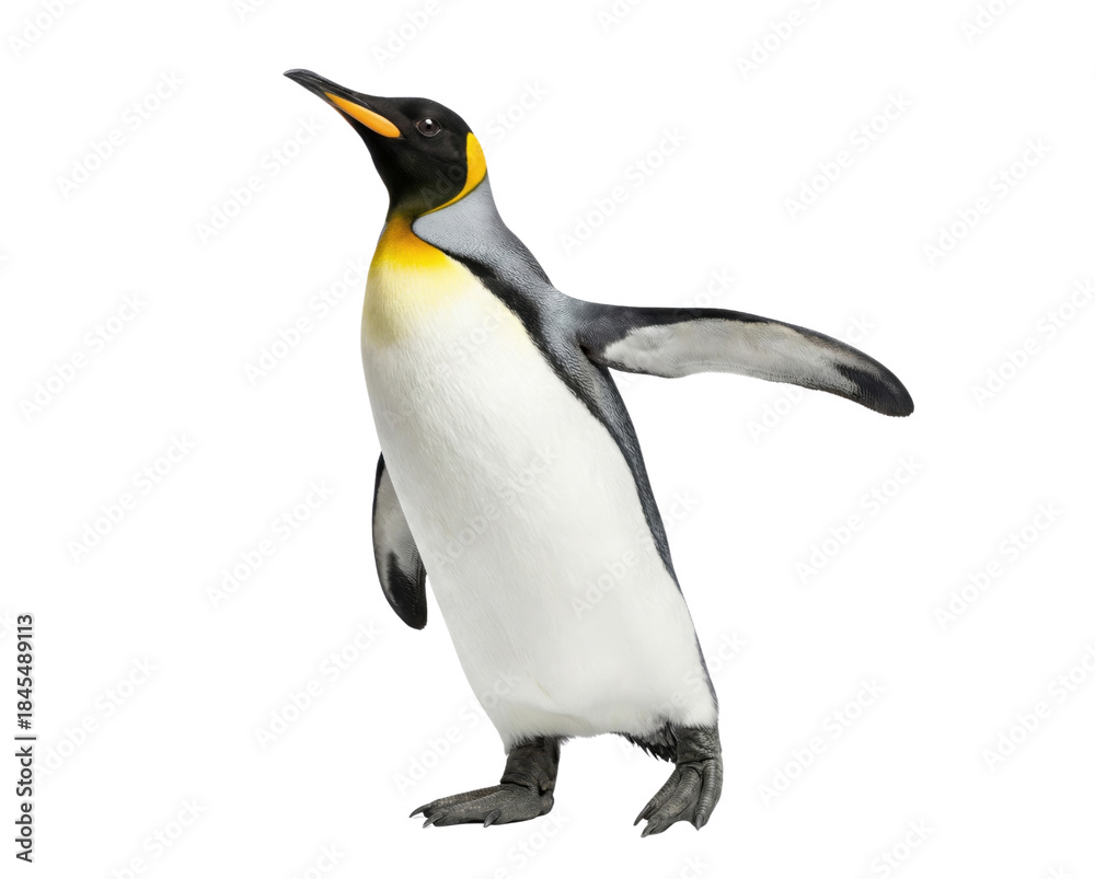 Fototapeta premium King penguin standing with open flipper isolated on white background