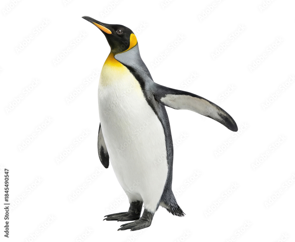 Obraz premium King penguin standing upright isolated on white background