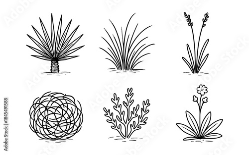 Collection of hand-drawn desert and prairie plants in a simple line art style