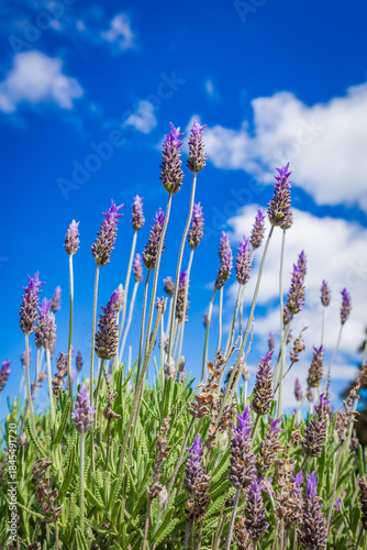 Lavender field in full bloom under blue sky on a sunny day