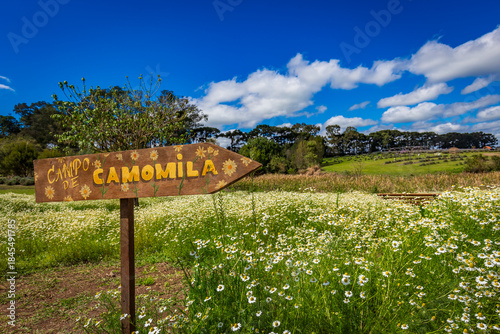 Chamomile flowers blooming in a green meadow with soft natural light