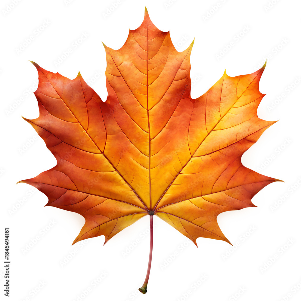 Obraz premium Autumn Maple Leaf Isolated on Transparent Background PNG