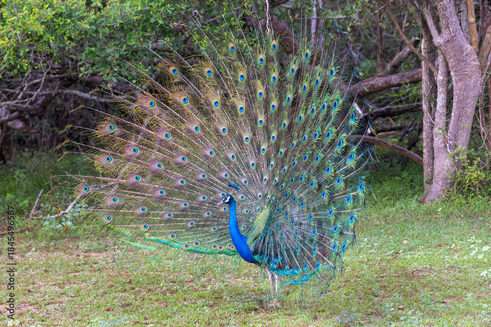 Obraz premium Indian Peafowl (Pavo cristatus) Displaying Tail Feathers in Yala National Park, Sri Lanka