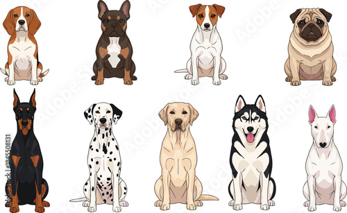 Dog breeds illustration set, cute cartoon puppies and domestic dogs sitting isolated on white background for pet design