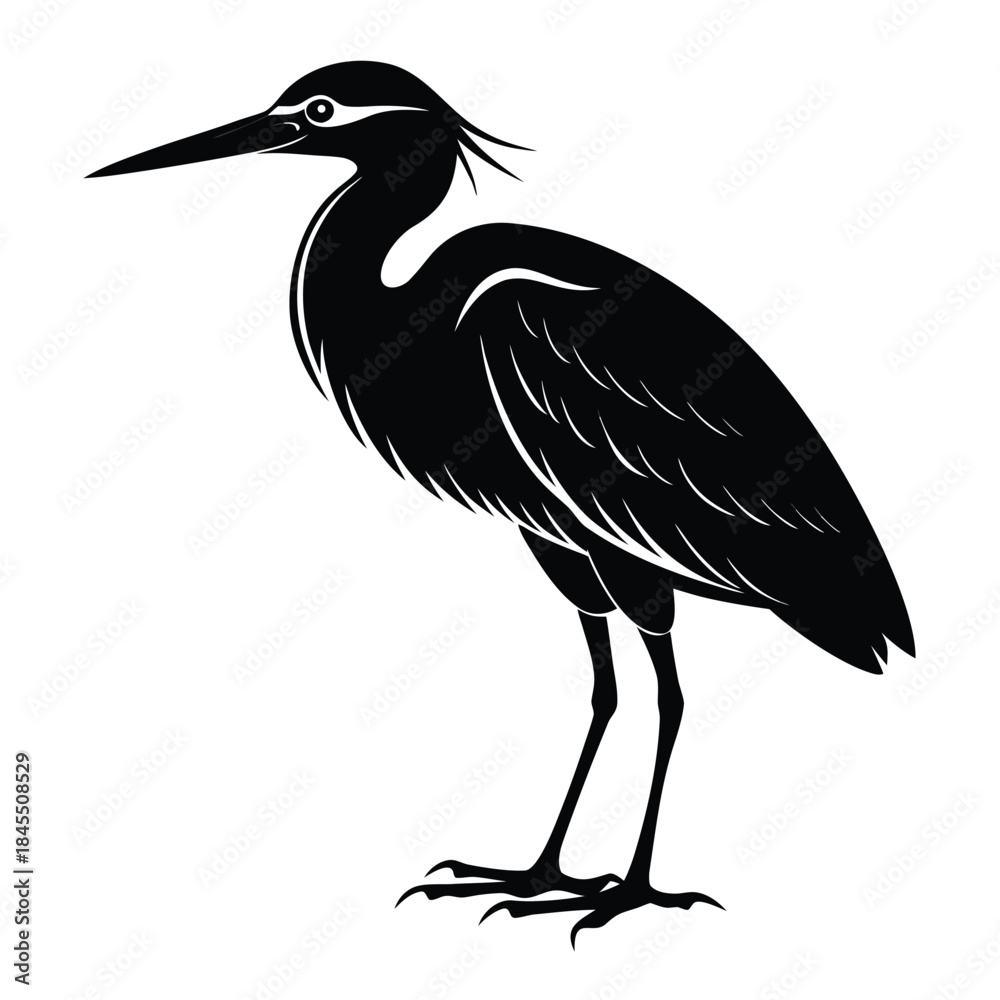 Obraz premium A stately dark heron standing with profound grace reflecting nature s quiet beauty minimalist vector