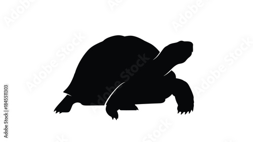 A striking black turtle form beautifully captured in a dark silhouette