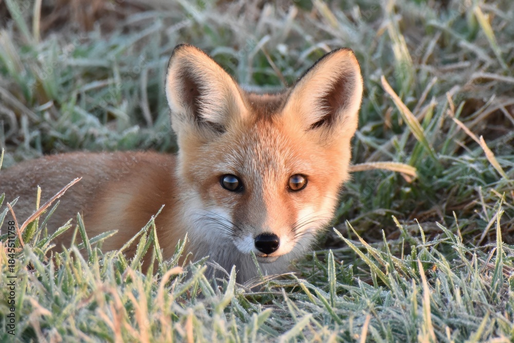 Obraz premium Close-up of a red fox in tall grass