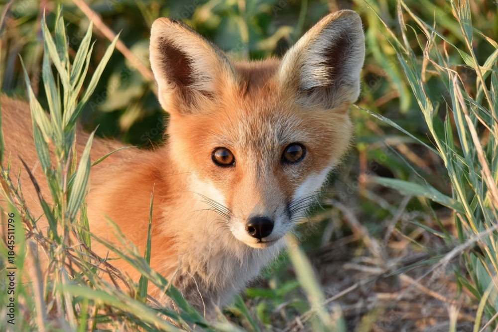 Obraz premium Close-up of a red fox in tall grass