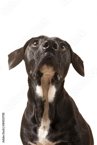 Black dog looking up begging transparent background