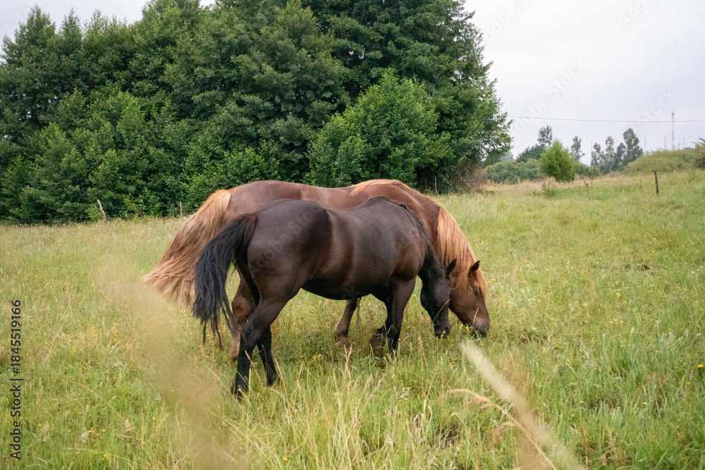 Fototapeta premium horse in the meadow