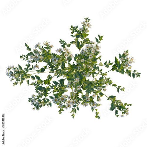 Aster albescens tree plan, top view, cutout, transparent background, isolate, Blooming branch with tiny white flowers, floral element, tree branch