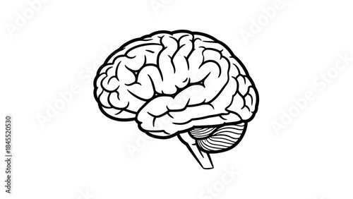 Human brain illustration isolated on white background for education or design