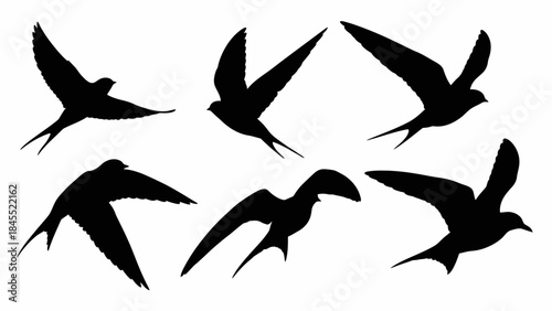 Silhouettes of flying birds in flight against white background isolated elements