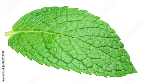 Mint leaves isolated on transparent. Mint leaves PNG. Mint full macro photo