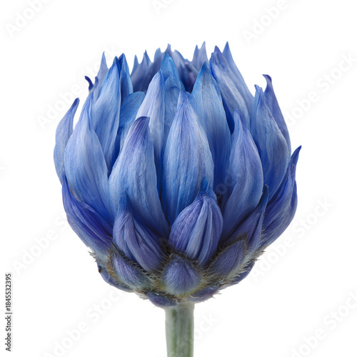 Bright Blue Flower With Unique Petals Standing on a Green Stem Under White Ba...