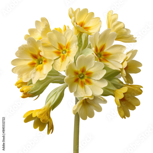 Yellow Flowers With Light Petals in a Natural Setting During the Daytime in S...
