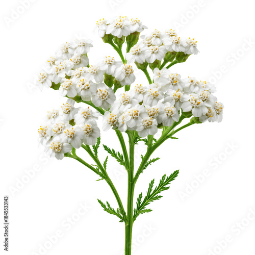 White Flowers Grow Together on a Green Stem in Bright Light