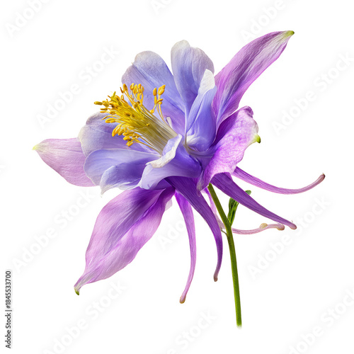 Purple Flower With Yellow Center on a White Background in Natural Light