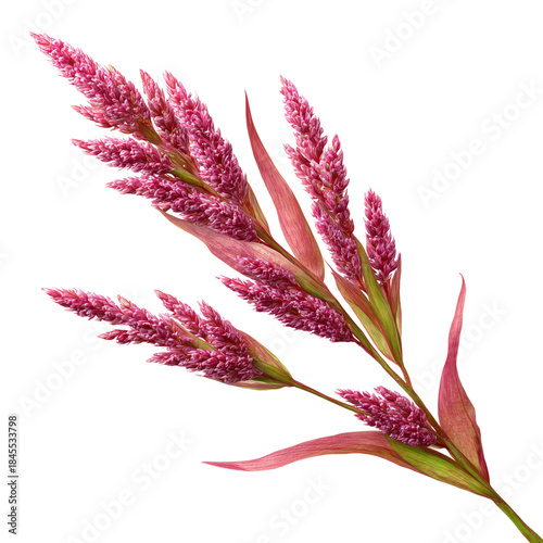Pink Flowering Plant With Long Stems and Green Leaves in a Simple Arrangement