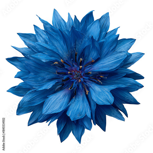 Bright Blue Flower on a Plain Background in a Close View Showing Its Petals a...