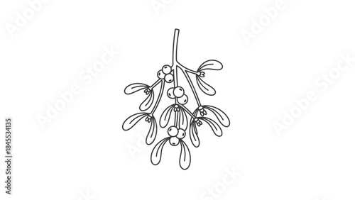 Mistletoe Plant with Berries and Leaves.