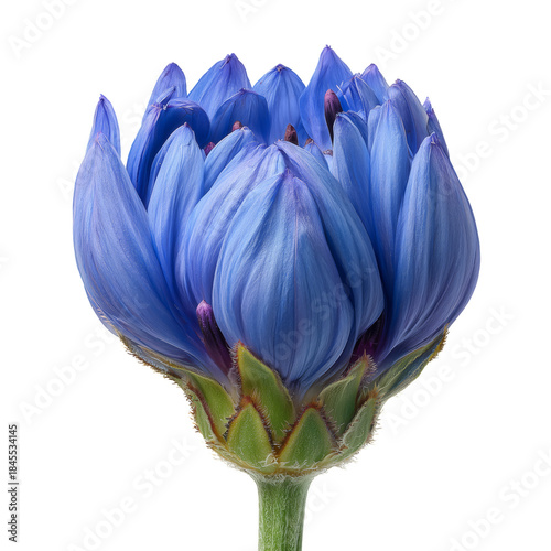 Bright Blue Flower With Unique Petals on Display in a Studio Setting