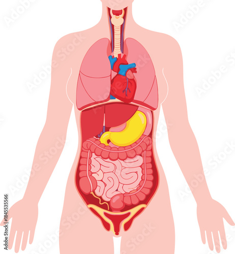 Human internal organ diagram, respiratory, circulatory, digestive systems, educational anatomy illustration, medical vector, simplified body structure, torso view