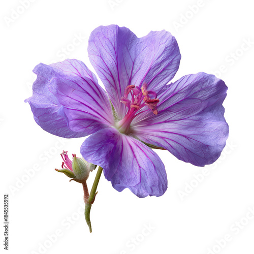 A Purple Flower Displays Its Wide Petals With Thin Lines of Pink