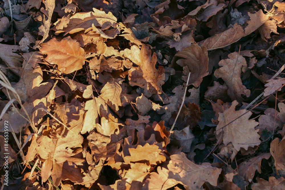 Fototapeta premium autumn leaves in the forest