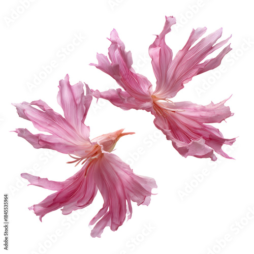 Bright Pink Flower on White Background With Delicate Petals Swirling Around