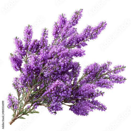 Purple Flowers Grow on a Branch in a Garden During Summer Season Near a Sunny...