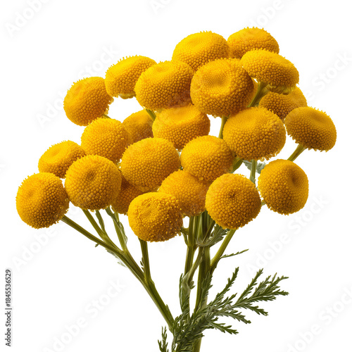 Yellow Flowers in Close-Up With Round Shapes and Green Stems on a White Backg...