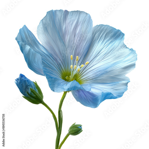 Blue Flowers Bloom With Delicate Petals and Green Stems in a Bright Setting D...