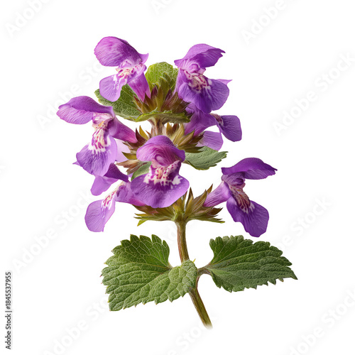 Purple Flowers Bloom on a Green Stem in a Bright Light Setting