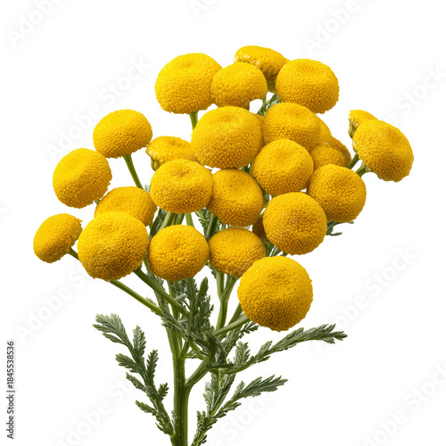 Yellow Flowers in Close-Up With Round Shapes and Green Stems on a White Backg...