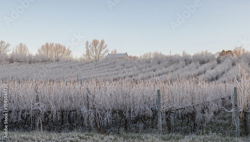 Wallpaper Mural Stretching frosted vineyard rows climbing gentle slope, showing trellises and wooden posts, barn Torontodigital.ca