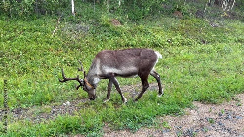 A domestic reindeer grazing besides a street 