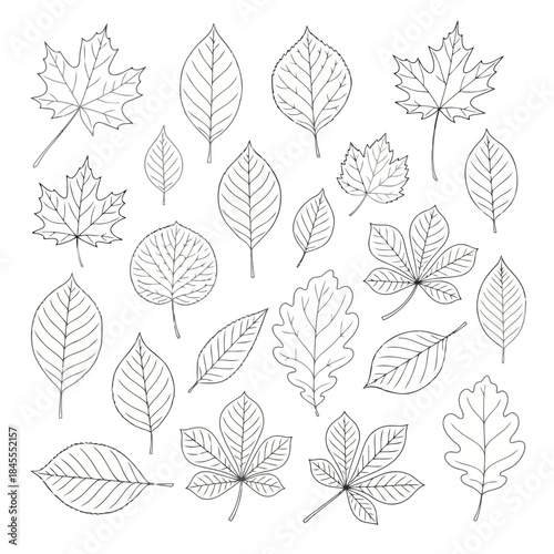 Various types of leaves and foliage in black and white line art style