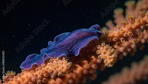 Deep Sea Blue Flatworm Crawls On Vibrant Orange Coral Branch Underwater Macro Shot