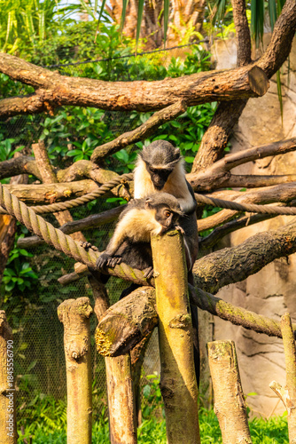 Monkey Pair Resting on Wooden Structure