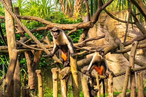 Two Monkeys Exploring Wooden Climbing Habitat