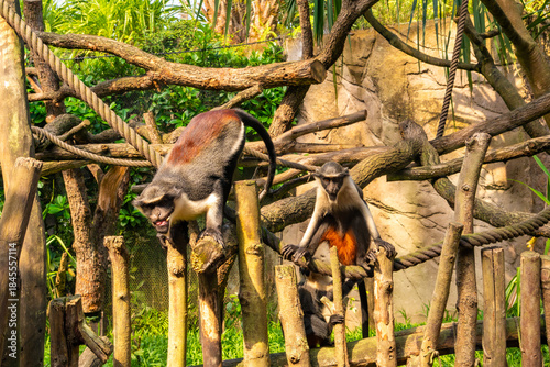 Two Monkeys Navigating Wooden Climbing Structure