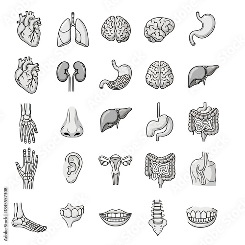 Illustration of various human organs and body parts, including the heart, lungs, brain, kidneys, liver, and more