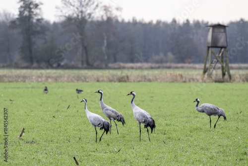 Cranes (Grus grus), Lower Saxony, Germany