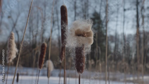 Adult cattails reed plants disperse seeds by the frozen lake shore on a sunny winter day