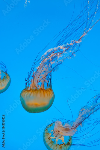 Floating Jellyfish in Blue Ocean Water